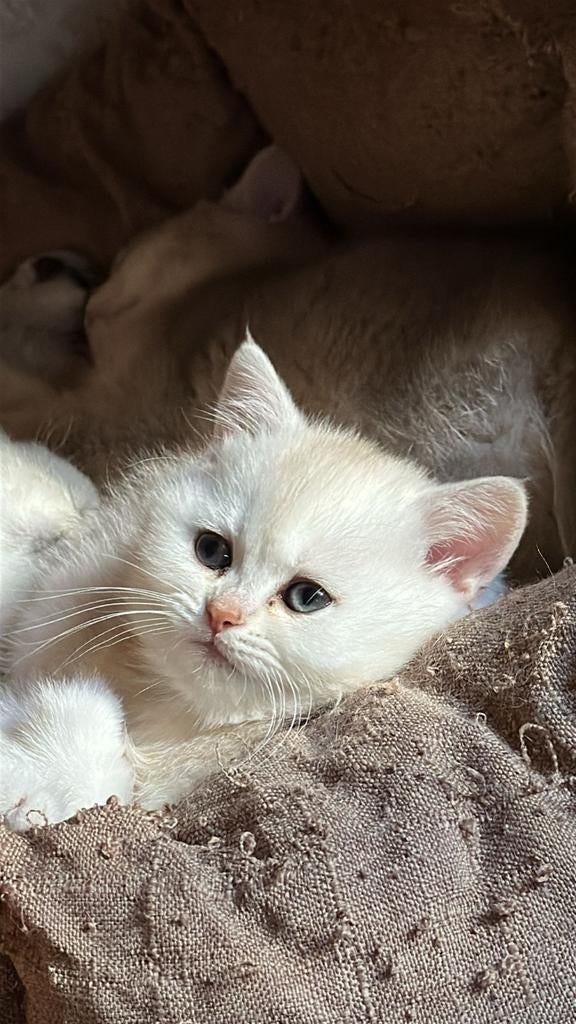 Britse korthaar, Dieren en Toebehoren, Katten en Kittens | Raskatten | Langhaar, Poes, Ontwormd, 0 tot 2 jaar