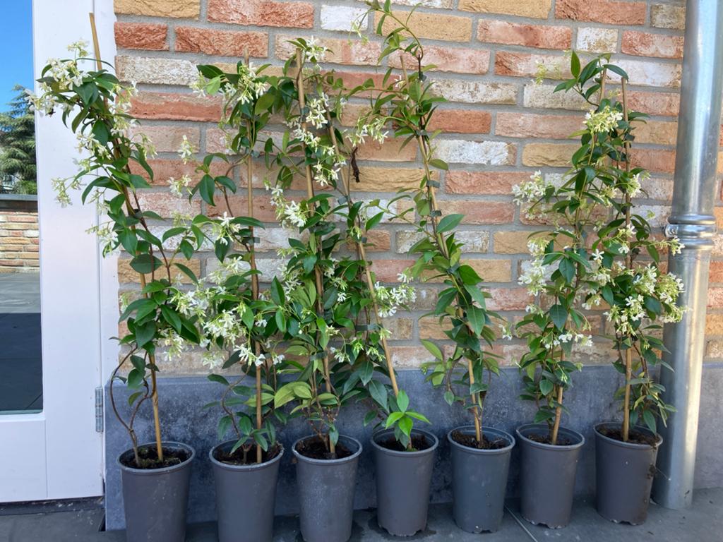 Toscaanse jasmijn klimop heg, Ophalen of Verzenden, Bloeit niet, Klimplanten, Volle zon