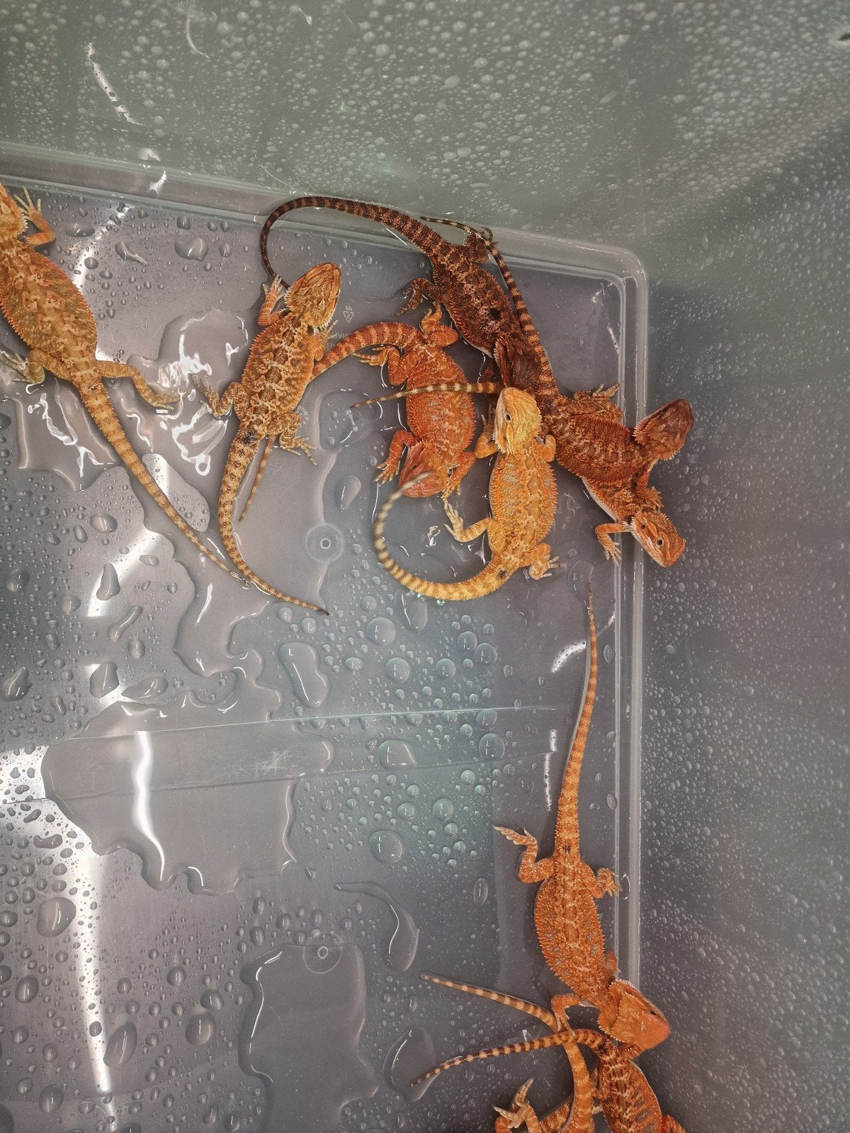RED MONSTER BAARDAGAAM NAKWEEK – NU TE RESERVEREN Bearded Dragon photo 4
