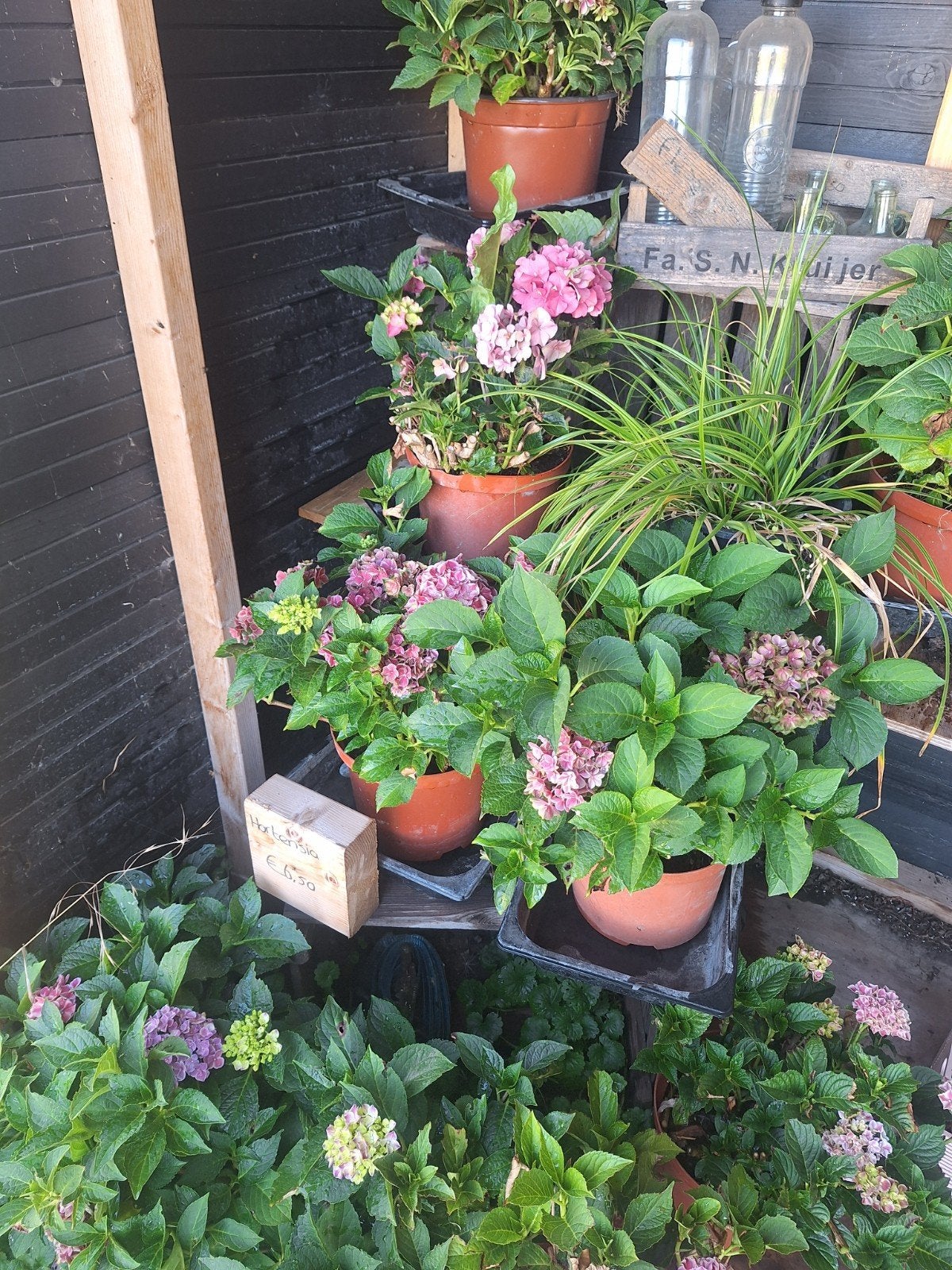 hortensia, Ophalen of Verzenden, Overige soorten, Halfschaduw