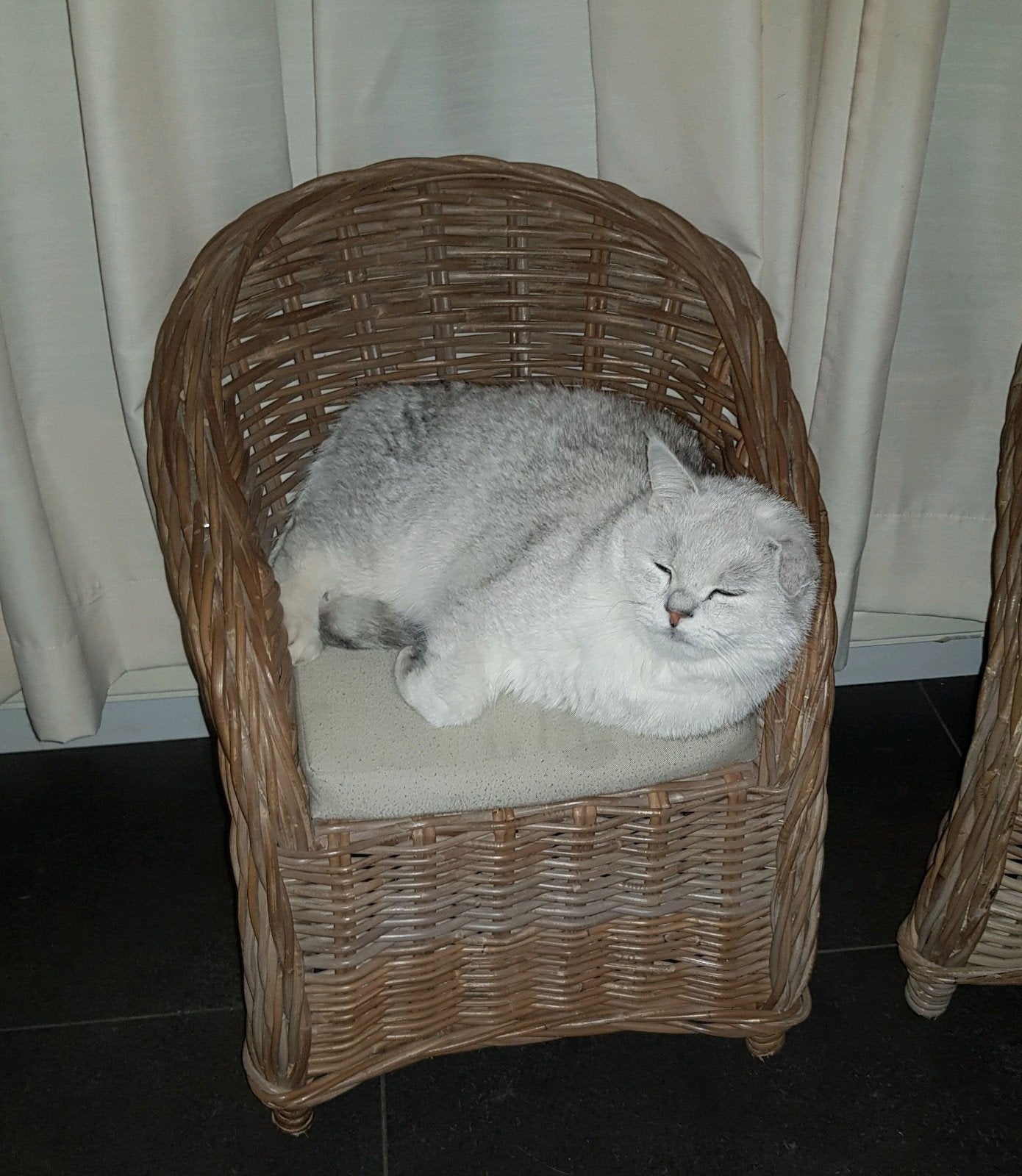 2 Britse korthaar katers, Kater, Gechipt, 6 jaar of ouder