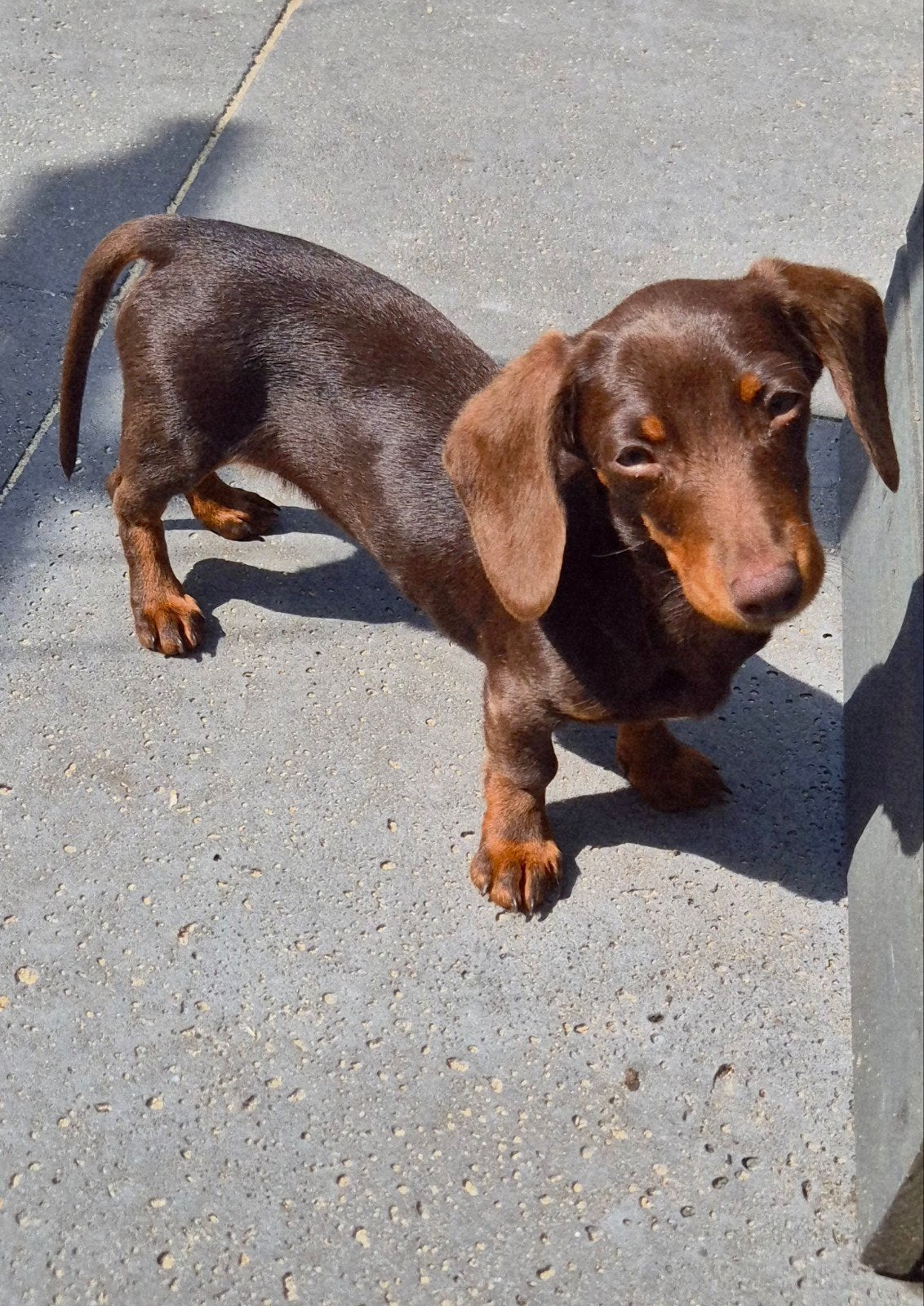 Gezocht kanichen dekrue, Reu, 1 tot 2 jaar, Eén hond, Nederland