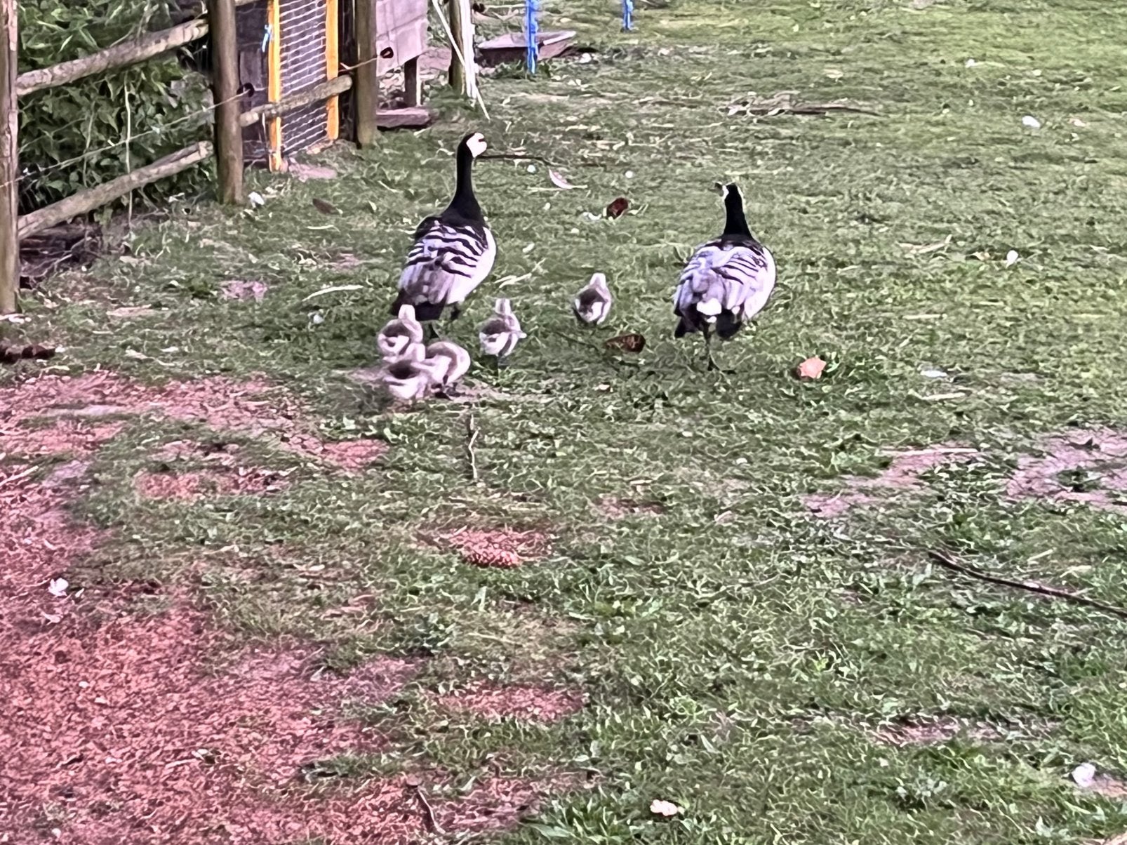 5 jonge brandganzen, Meerdere dieren, Gans of Zwaan