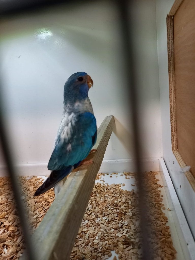 Splendid parkiet opaline pop 2025, Dieren en Toebehoren, Vogels | Parkieten en Papegaaien, Mannelijk, Parkiet, Geringd
