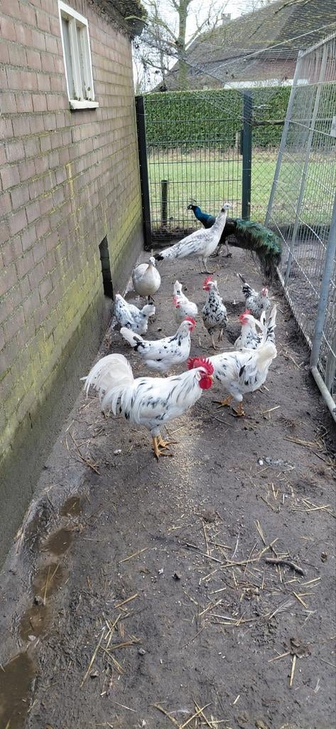Te koop broedeieren van de Bonte leghorn, Dieren en Toebehoren, Geslacht onbekend, Kip