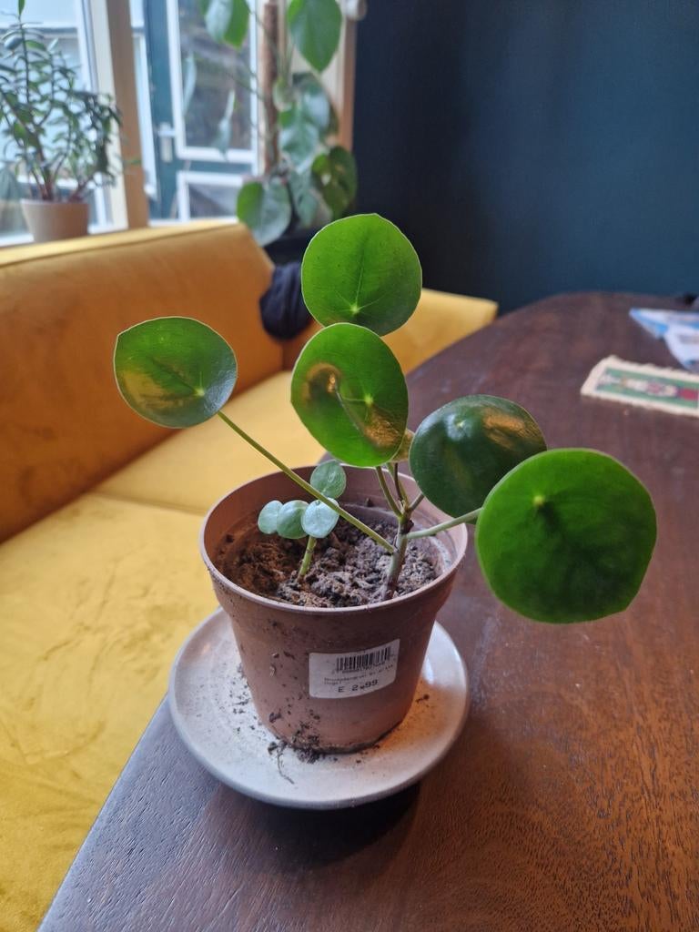 Pannenkoekplant stekjes, Huis en Inrichting, Kamerplanten, Ophalen, Halfschaduw, Minder dan 100 cm