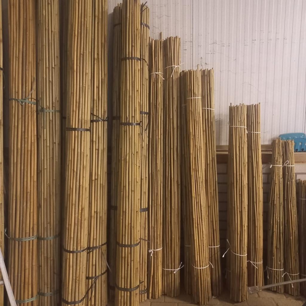 Bamboestokken/tonkinstokken/bonenstaken, Ophalen, Nieuw, 250 cm of meer, Palen