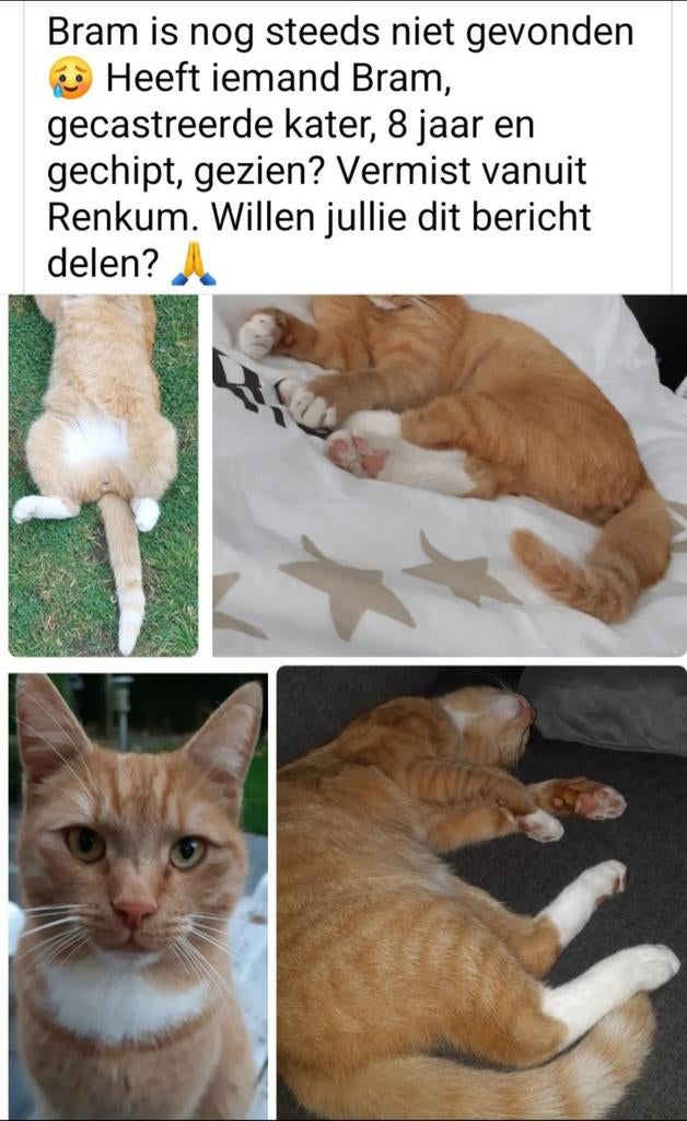 Vermist sinds 22-8-25, gecastreerde en gechipte kater Bram