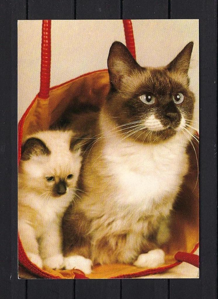713 KATTEN, Ophalen of Verzenden, Gelopen, Hond of Kat