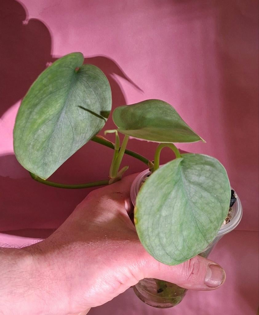 Scindapsus Silver Hero, Ophalen of Verzenden, Halfschaduw, Minder dan 100 cm