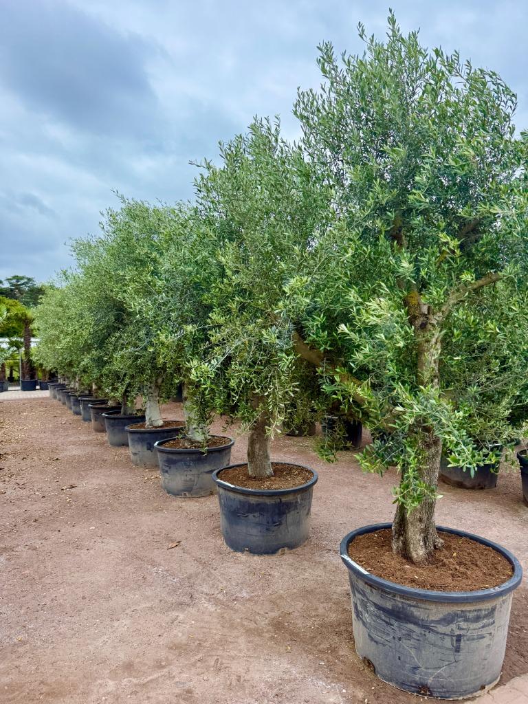 Olijfboom - Olijfbomen - Olea europaea 275/300 cm hoog!!!, Tuin en Terras, Planten | Bomen, Ophalen of Verzenden, Olijfboom, 250 tot 400 cm