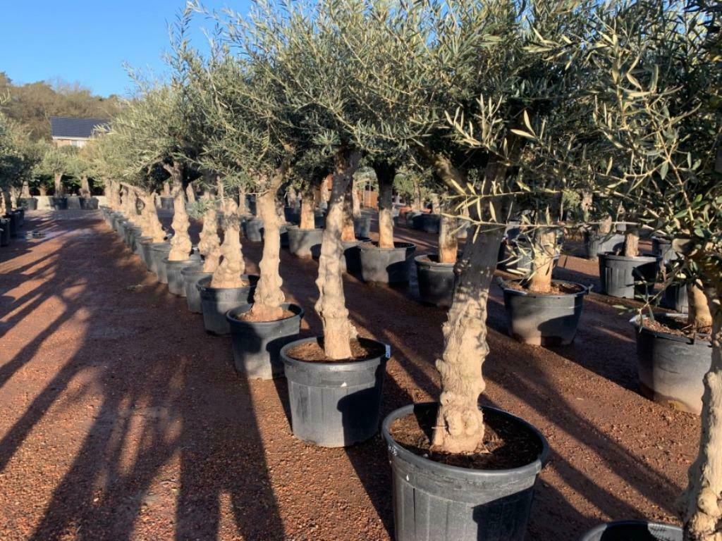 Olijfboom - Olea europaea met 40/50 cm stamomtrek te koop, Tuin en Terras, Planten | Bomen, Ophalen of Verzenden, 100 tot 250 cm