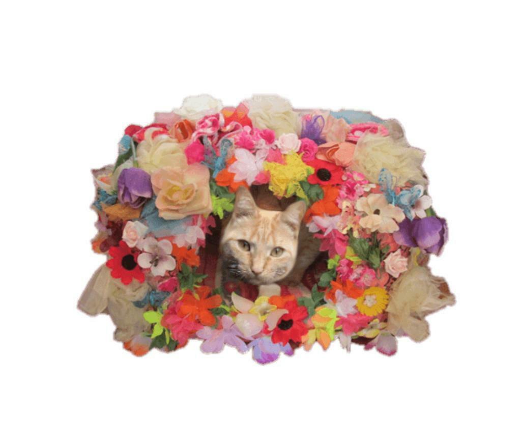 Superlief bloemenhutje voor klein hondje/kat + div. andere, Dieren en Toebehoren, Honden | Chihuahua's en Gezelschapshonden, Particulier