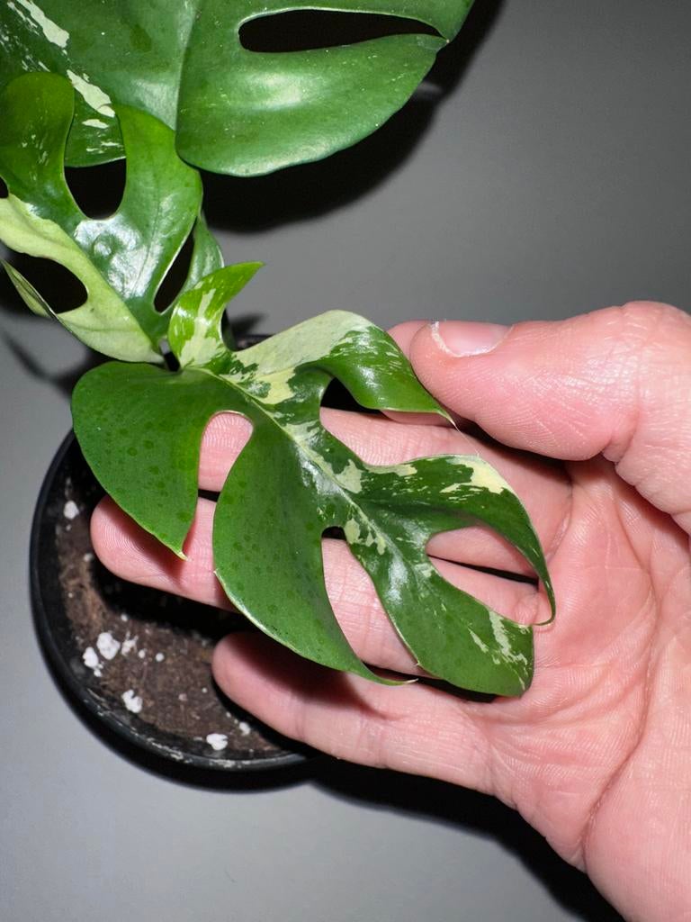Rhaphidophora Tetrasperma Variegata Stek, Huis en Inrichting, Kamerplanten, Ophalen, Overige soorten, Halfschaduw, In pot