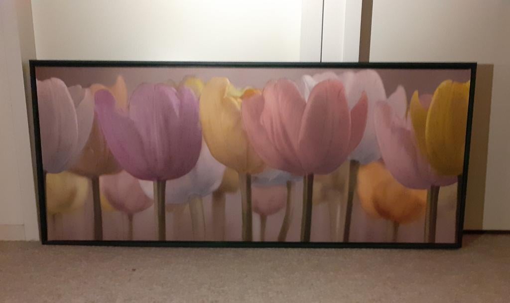 Schilderij Tulpen gekleurd, Ophalen, 50 tot 75 cm, 125 cm of meer, Zo goed als nieuw
