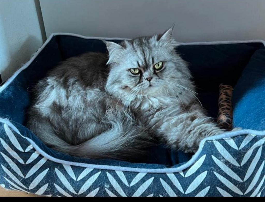 Perzische langhaar beschikbaar als dekkater