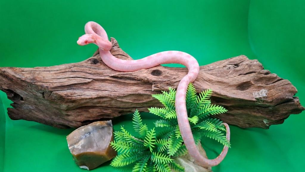 Pantherophis guttatus ~ Amel scaleless het motley Rat Snake - male for sale from Daphne