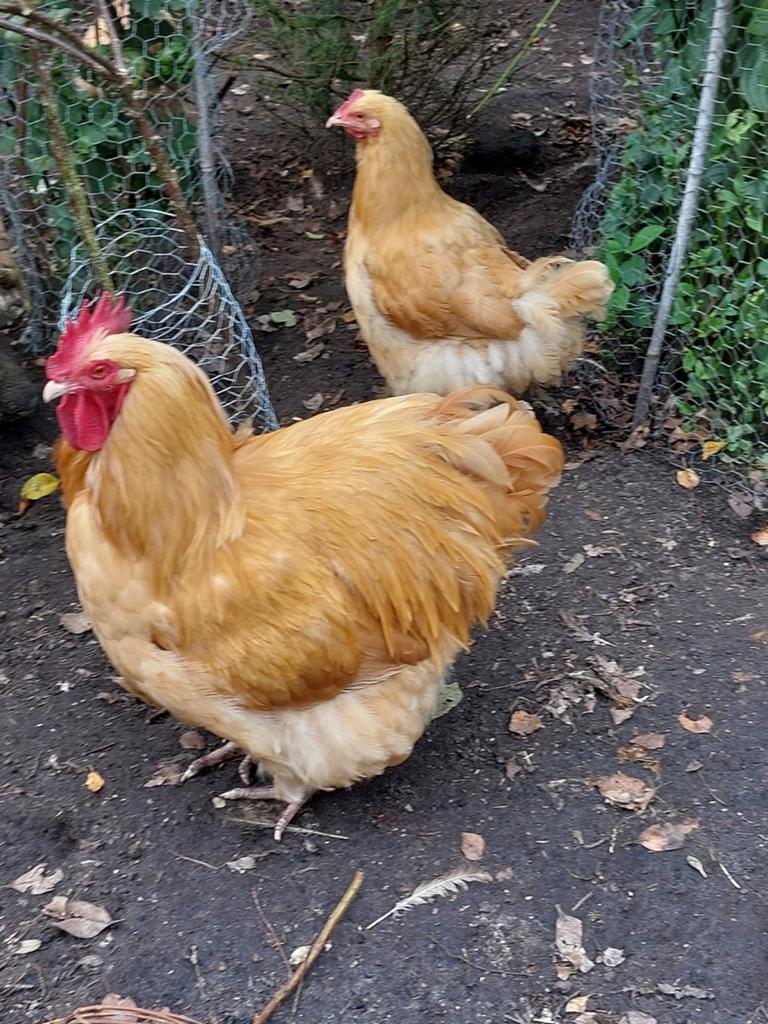 Broedeieren orpinghton buff groot, Dieren en Toebehoren, Geslacht onbekend, Kip
