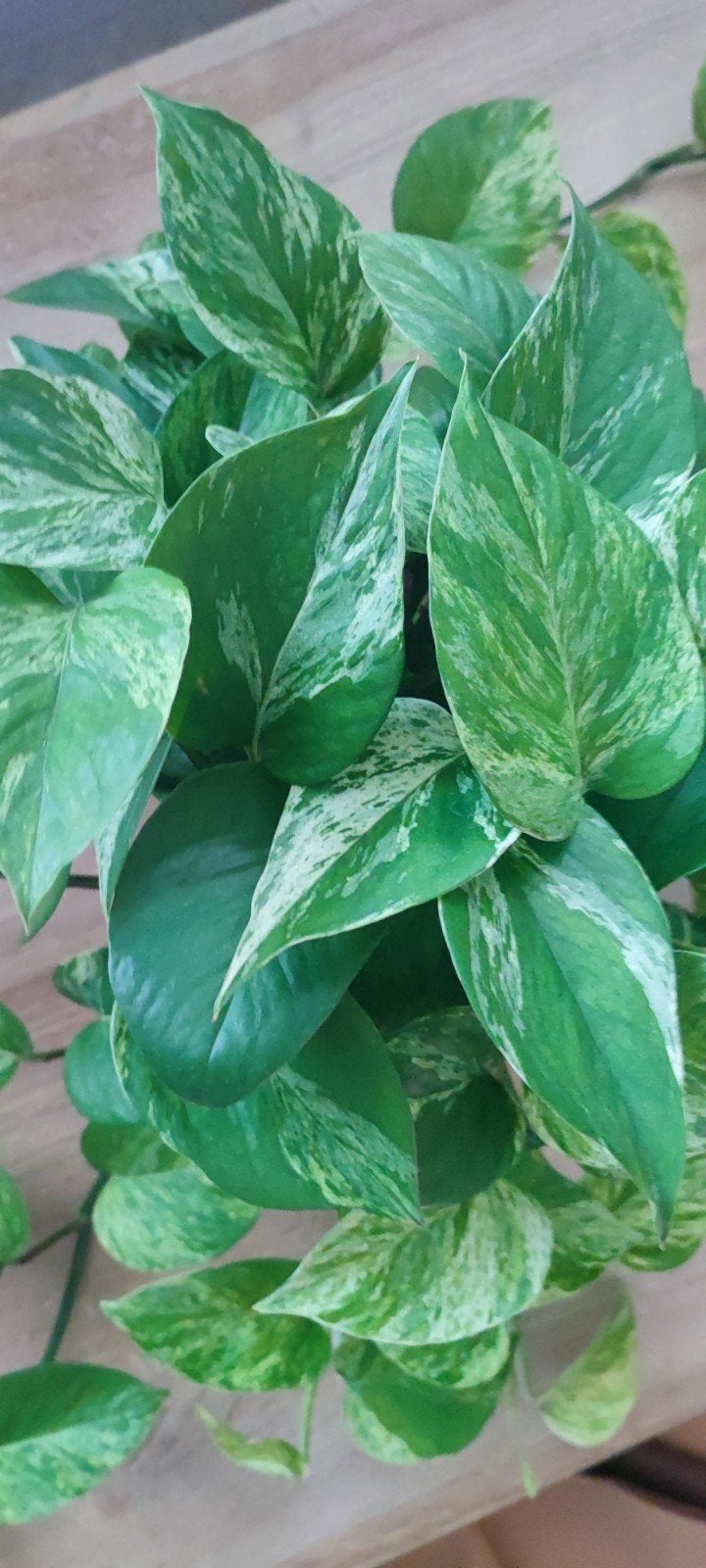 Pothos Marble Queen 12€, Huis en Inrichting, Ophalen, Halfschaduw, Minder dan 100 cm