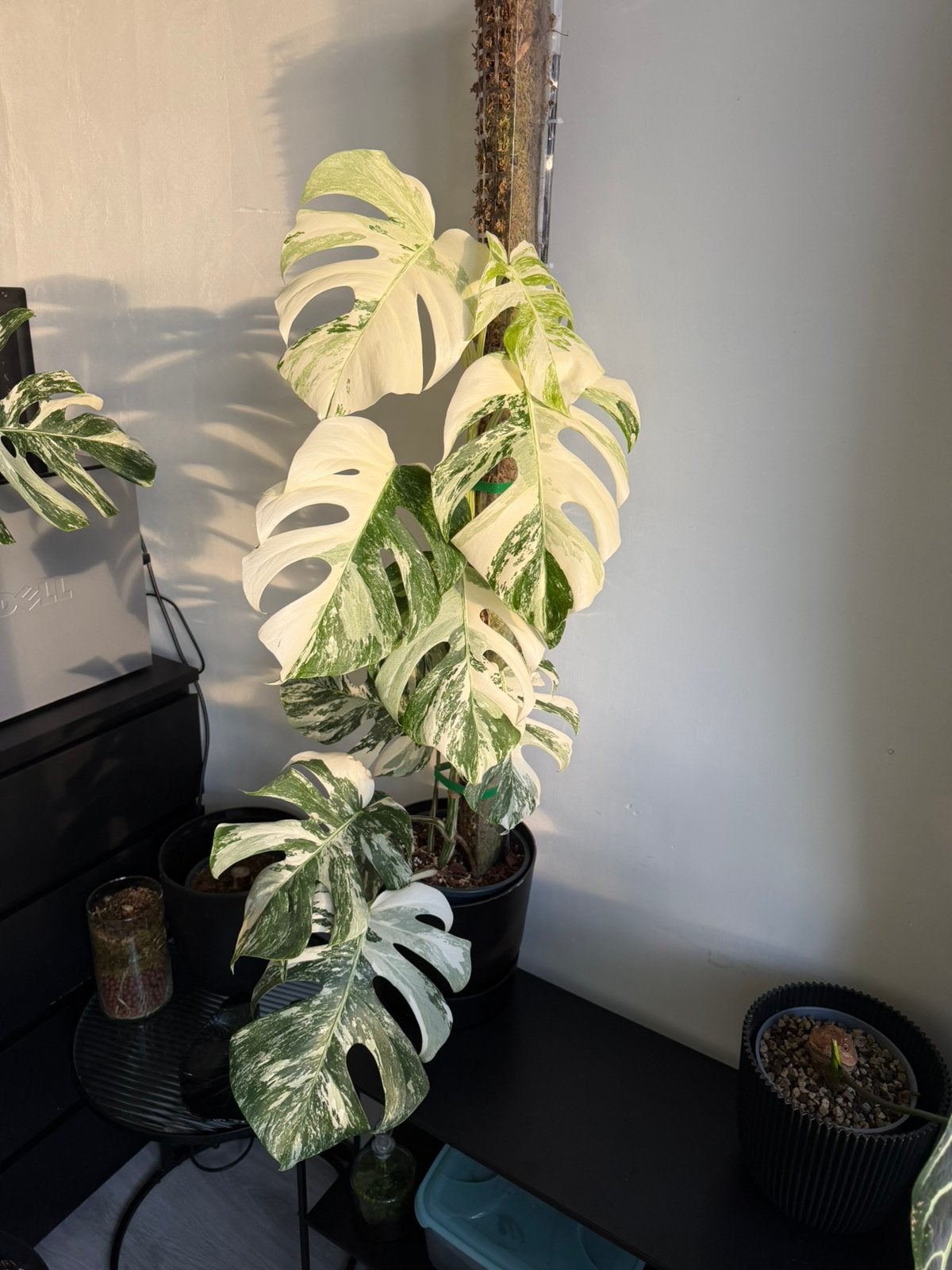 Monstera variegata, Ophalen, Halfschaduw, Minder dan 100 cm