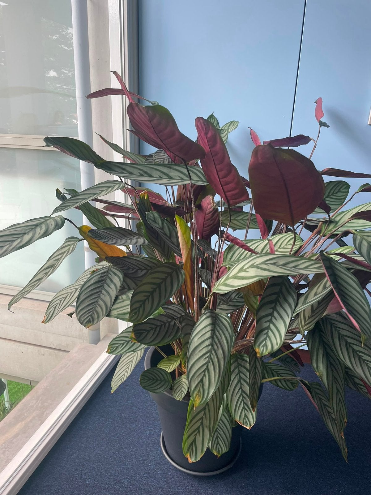 Mooie grote calathea plant incl. pot, Ophalen, 100 tot 150 cm, Overige soorten, Halfschaduw