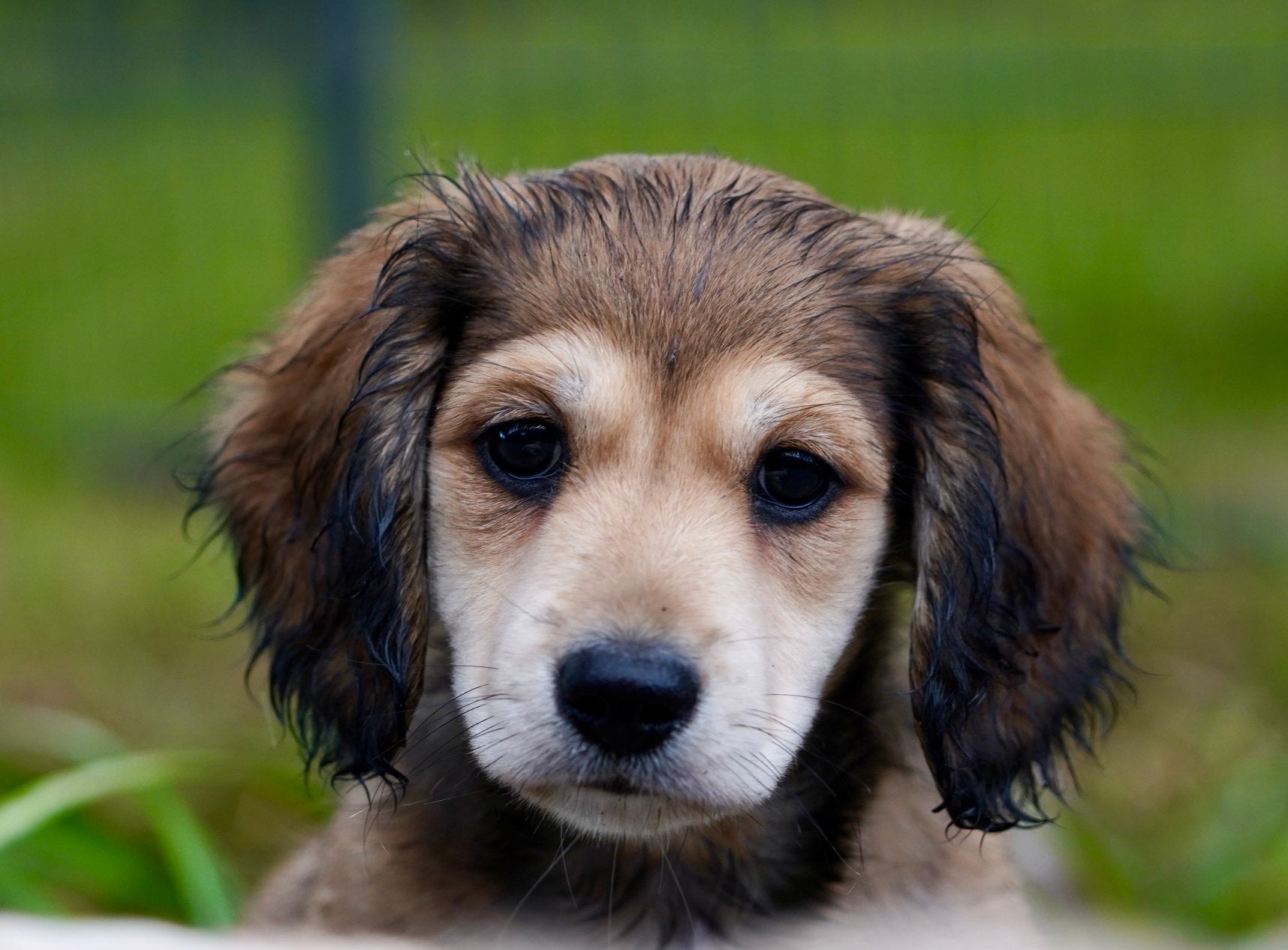 Dwerg Teckel pups, Dieren en Toebehoren, Parvo, Nederland, Reu, 8 tot 15 weken