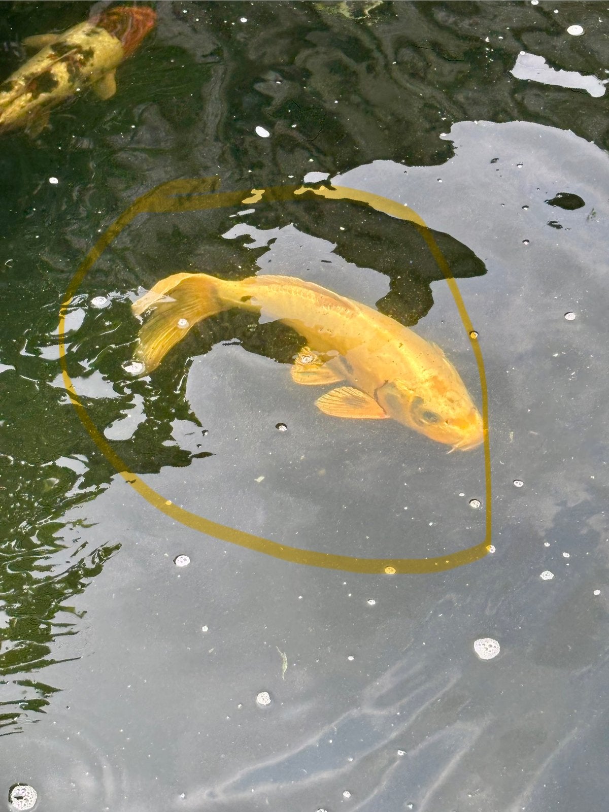 6 Koikarpers - vijvervissen en 1 zwarte karper., Karper of Koi