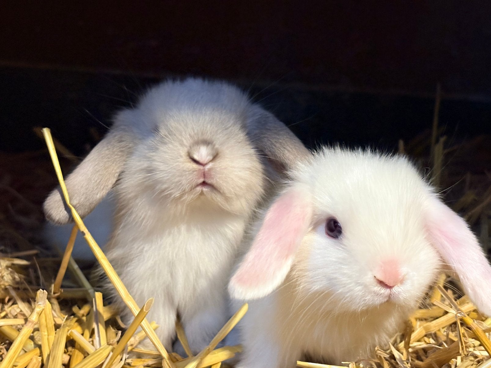 Jonge nhd’tjes wit, creme en satijn, Dieren en Toebehoren, Konijnen, Dwerg, Meerdere dieren, 0 tot 2 jaar, Hangoor