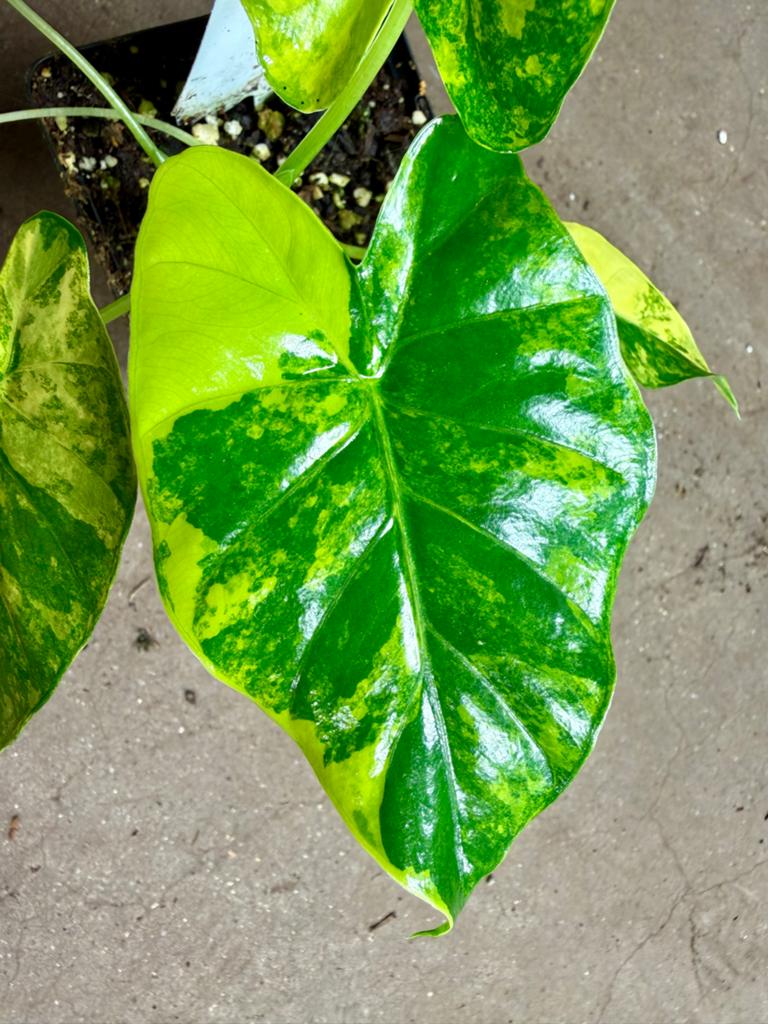 Alocasia Macrorrhiza Variegata, Ophalen of Verzenden, Halfschaduw, Minder dan 100 cm