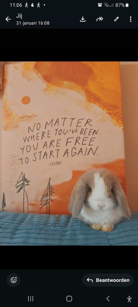 Mini lop konijntje van 6 maanden zoekt nieuw huisje, Vrouwelijk, Dwerg