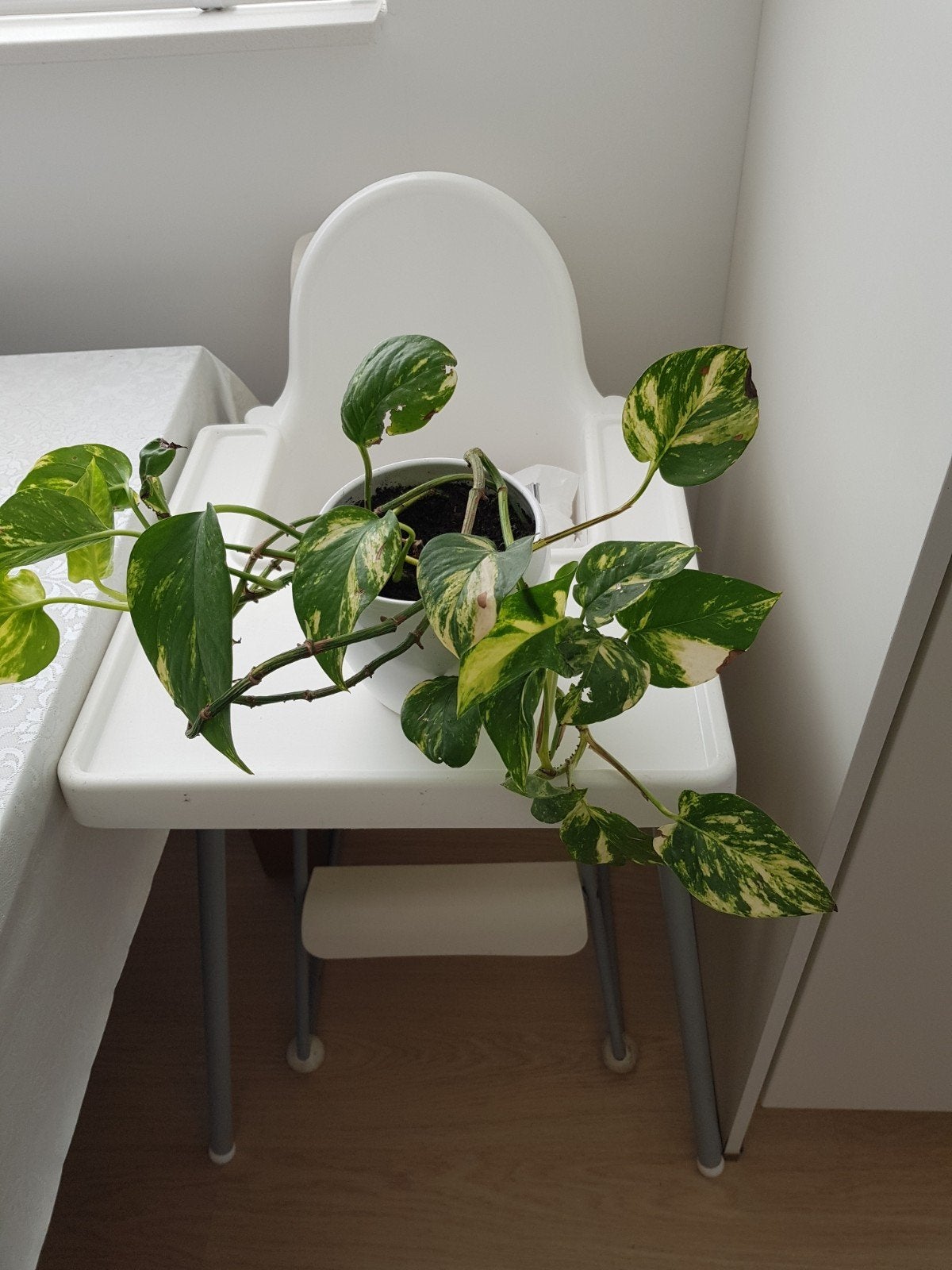 Leuke plant met pot, Huis en Inrichting, Binnen, Ophalen of Verzenden, Zo goed als nieuw, Met pot of vaas