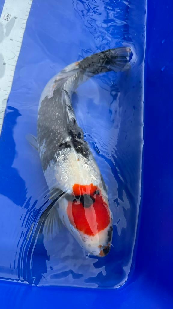 Tancho showa ginrin, Karper of Koi