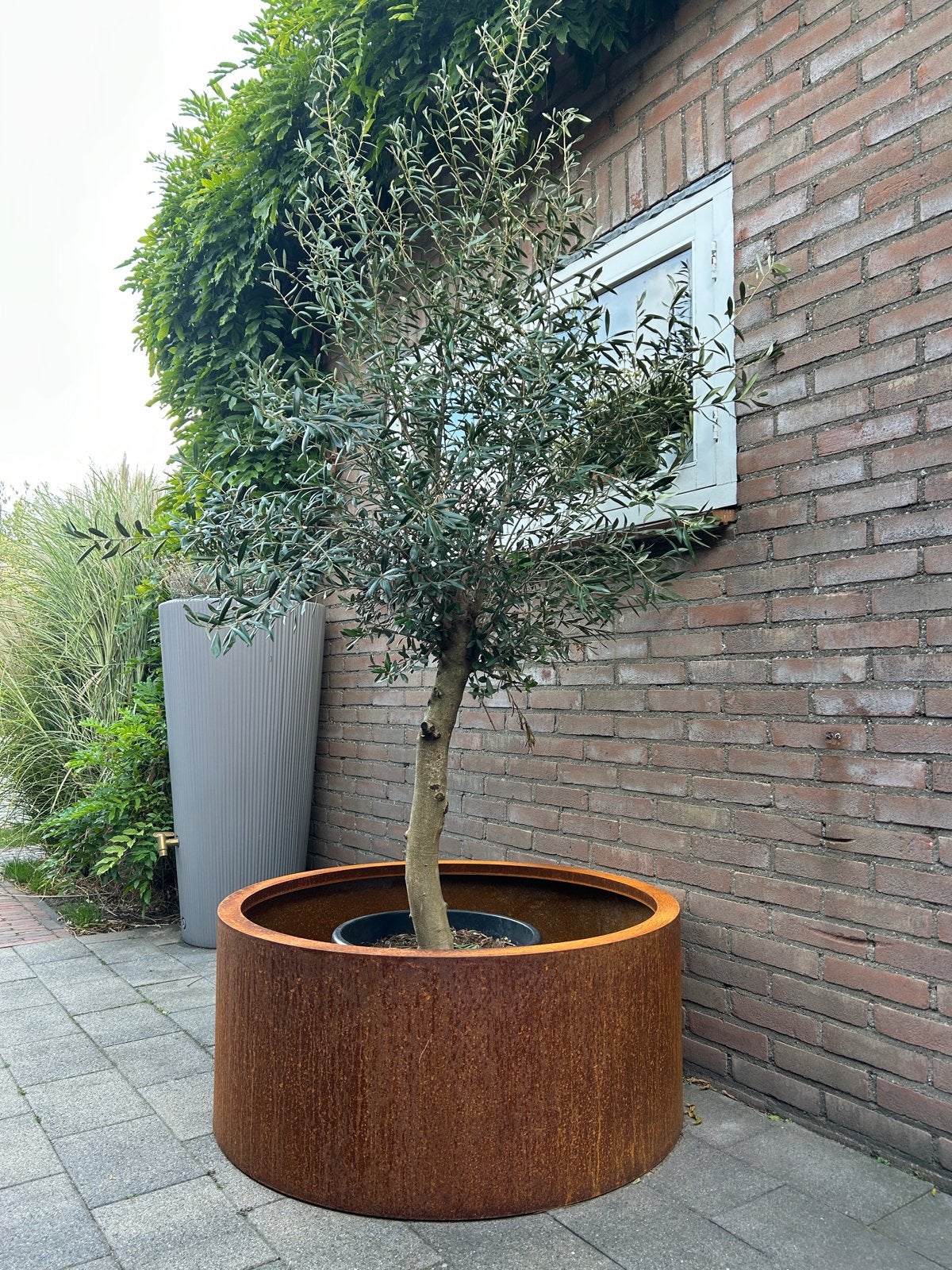 Cortenstalen plantenbak met olijfboom, 100 tot 250 cm, Olijfboom, Zomer, Ophalen