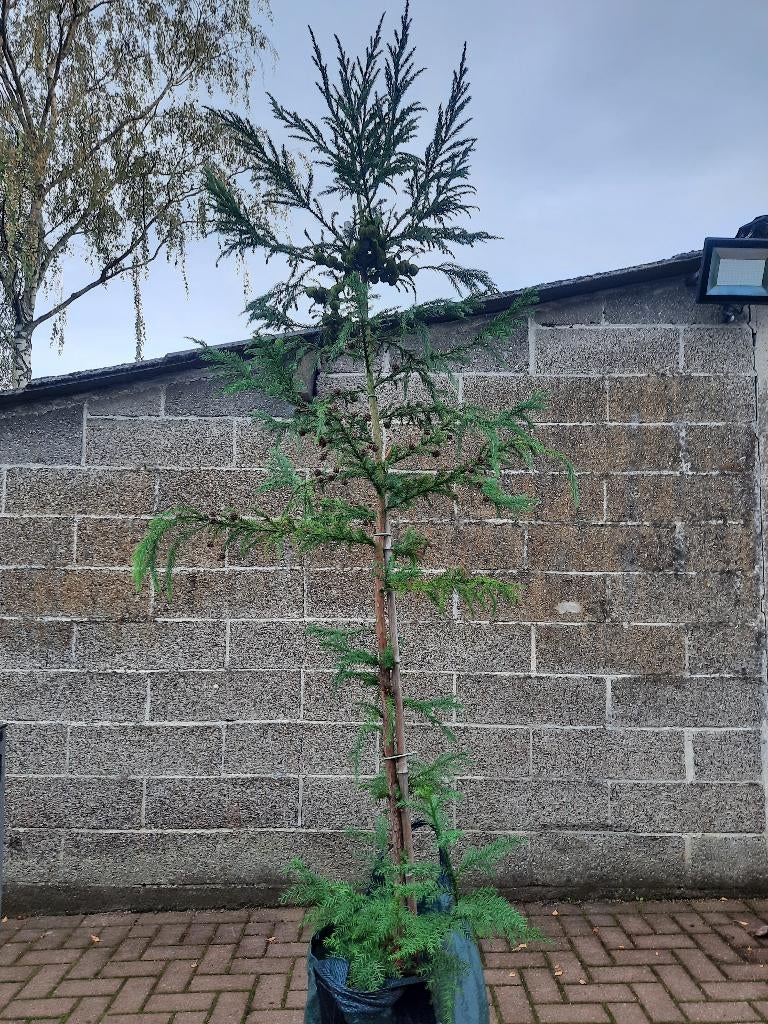 Cryptomeria japonica bomen / sikkelden 2 meter hoogte, Tuin en Terras, Planten | Bomen, Bloeit niet, Overige soorten, 100 tot 250 cm
