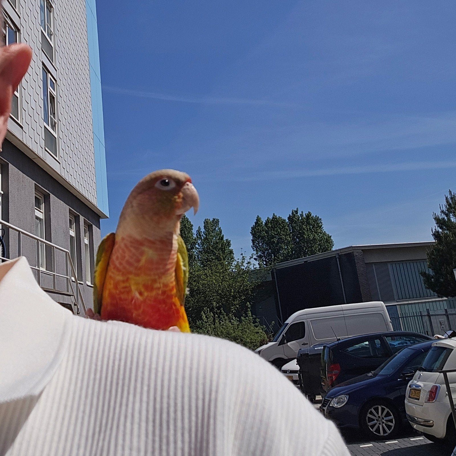 Pyrrhura koppel + kooi, Dieren en Toebehoren, Vogels | Parkieten en Papegaaien, Meerdere dieren, Parkiet, Tam