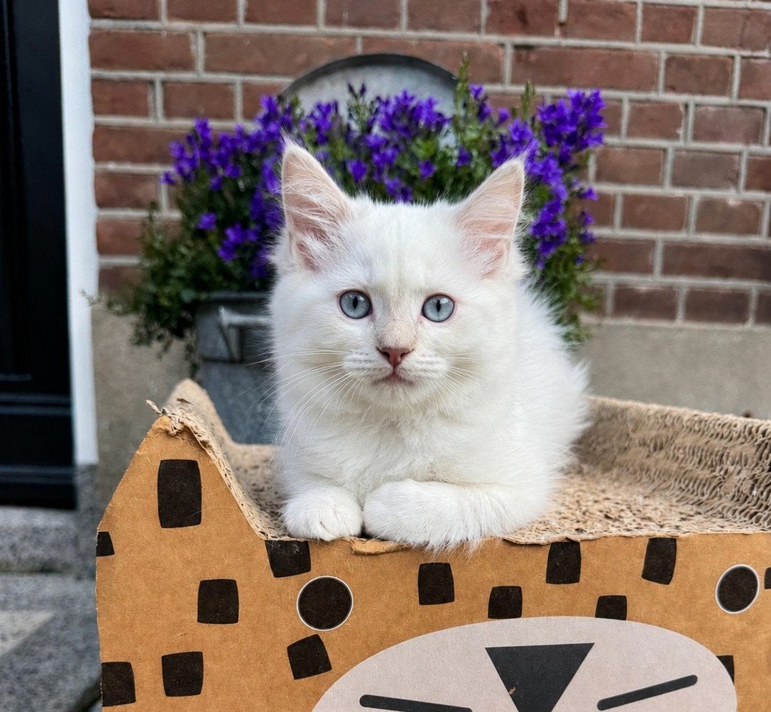 Ragdoll poesje met stamboom – Lilac point, Poes, Met stamboom, 0 tot 2 jaar