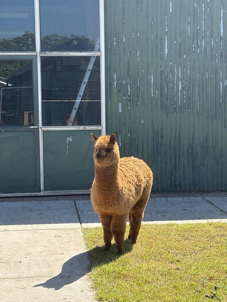 2 alpaca hengsten, Dieren en Toebehoren, Overige Dieren, Juni, Mannelijk