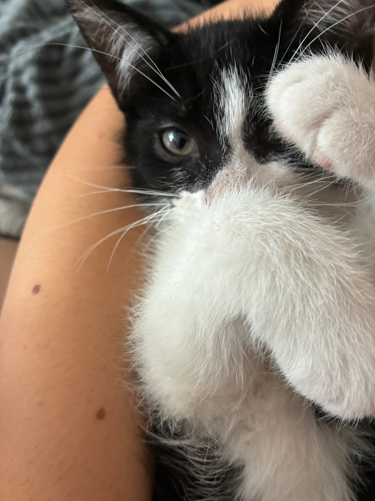 Kitten, Dieren en Toebehoren, Katten en Kittens | Overige Katten, Poes, 0 tot 2 jaar