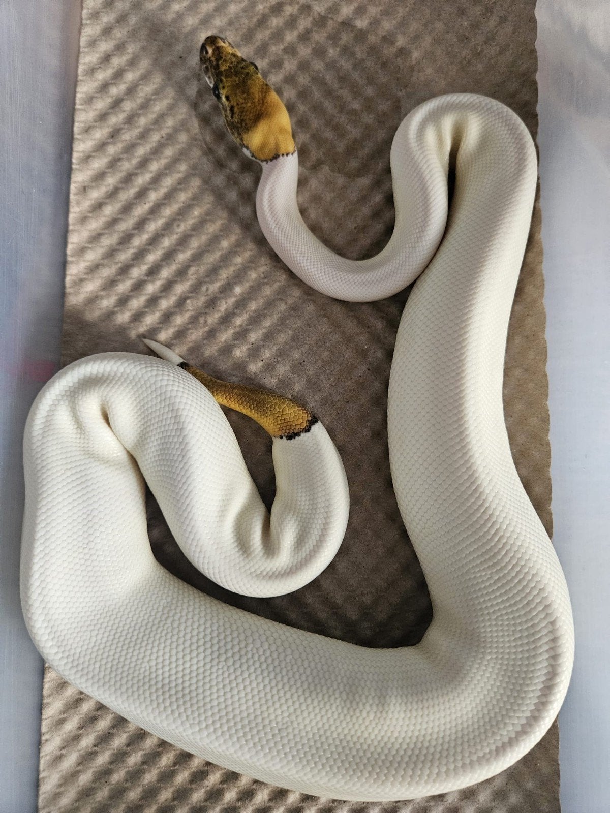 ball pythons, python regius piebald, ghost Ball Python photo 2