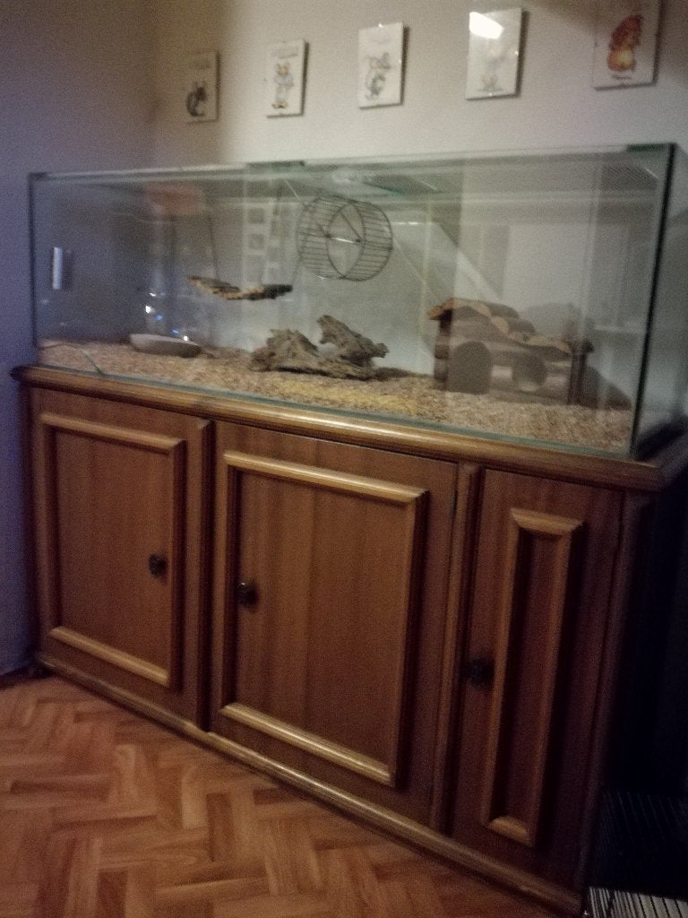 Prachtig Groot Knaagdieren Terrarium, Ophalen, Kooi, 110 cm of meer, Zo goed als nieuw