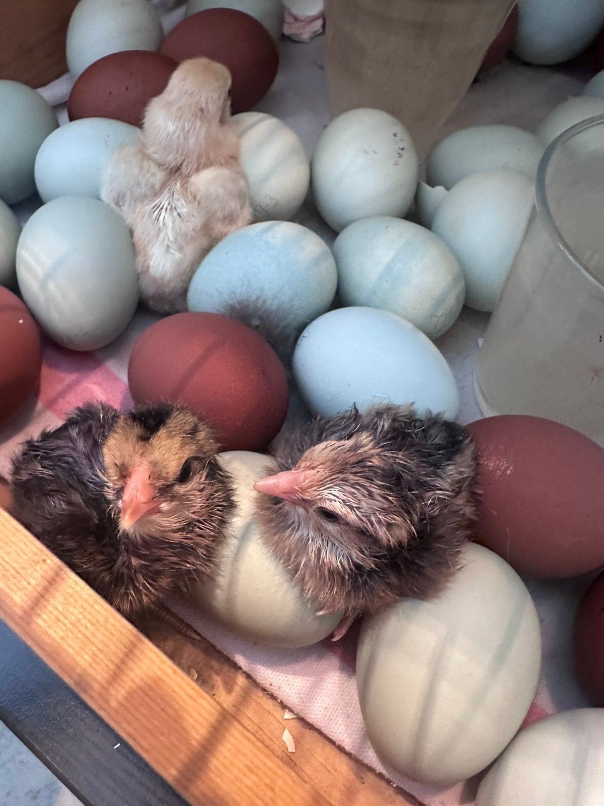 Marans kuikens te koop 6 weken oud, Dieren en Toebehoren, Geslacht onbekend, Kip