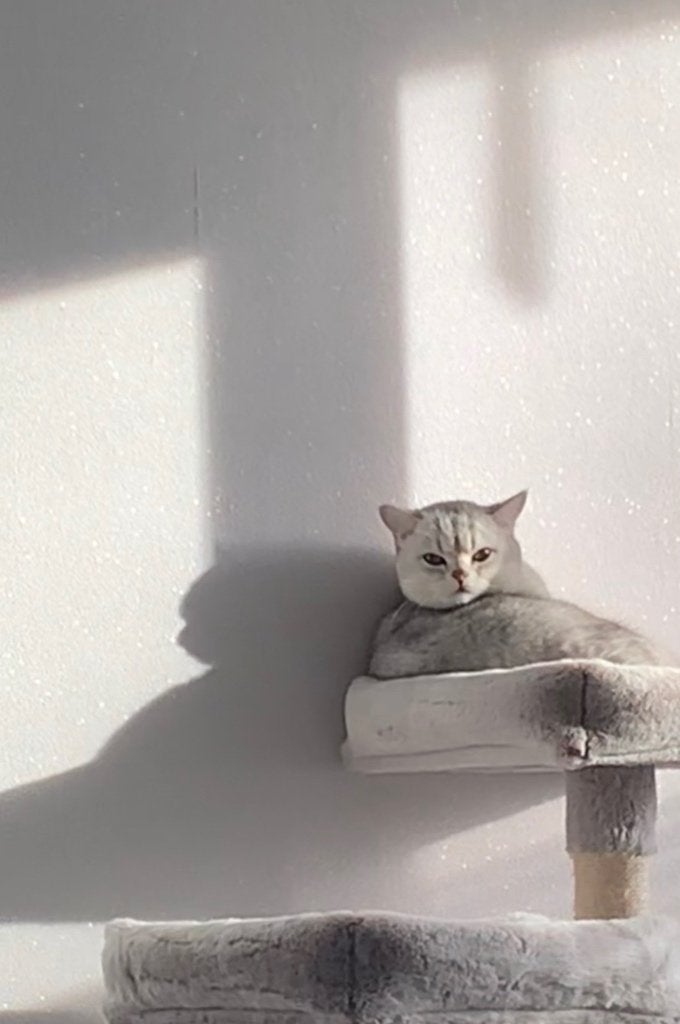 Kat, Dieren en Toebehoren, Katten en Kittens | Raskatten | Korthaar, Kater, 0 tot 2 jaar, Ontwormd, Ingeënt