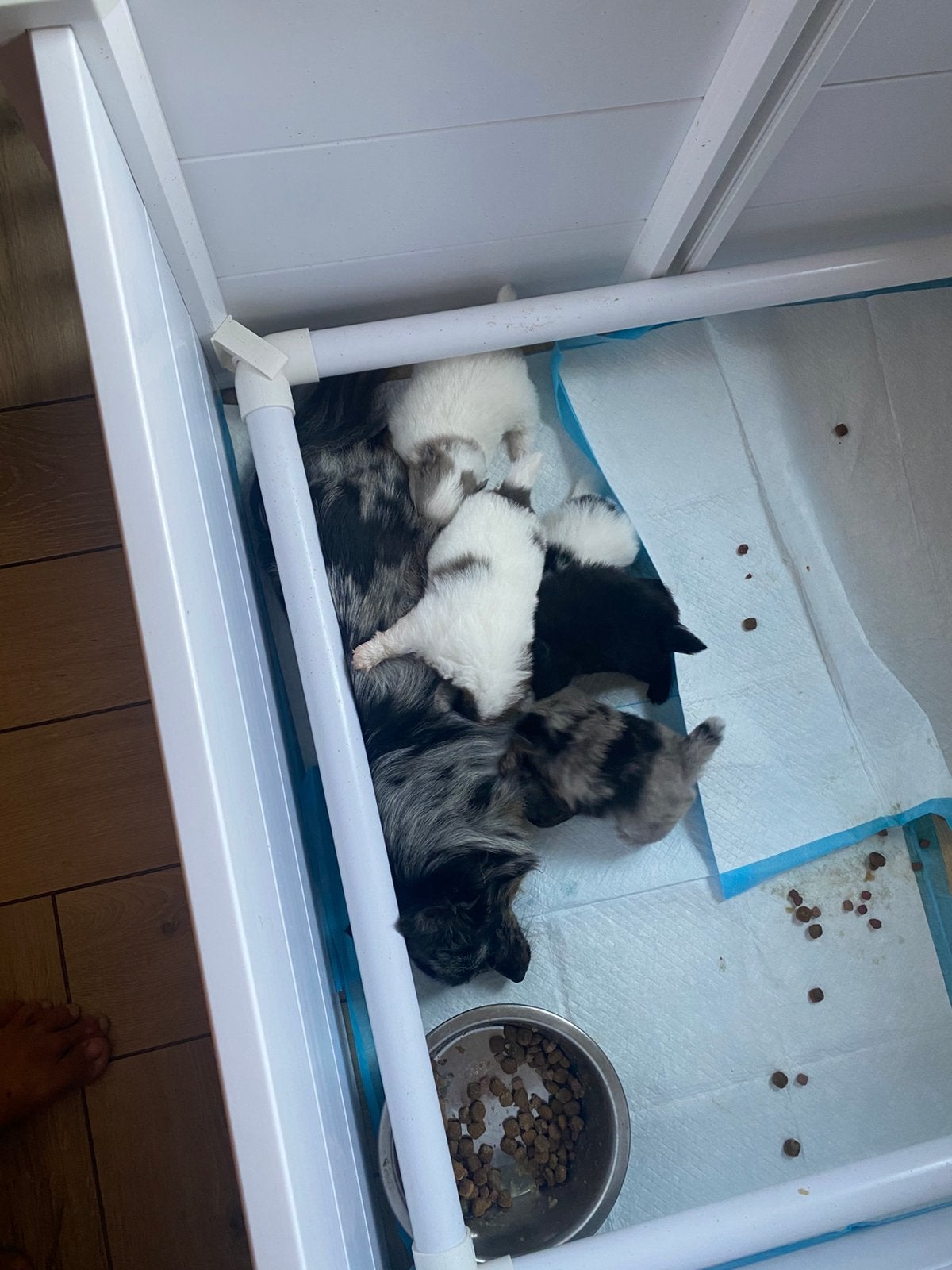 Pomeriaan/, Overige rassen, Meerdere, Meerdere dieren, Nederland