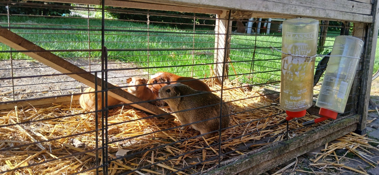 Prachtige gezonde cavia. Opgegroeid in buiten verblijf, April, Vrouwelijk, Cavia