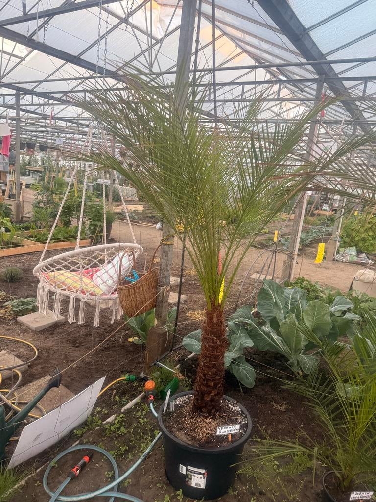 2x Phoenix Roebelenii Palmen - stam van +- 50cm !!, Tuin en Terras, Planten | Tuinplanten, Volle zon, Vaste plant, Bloeit niet