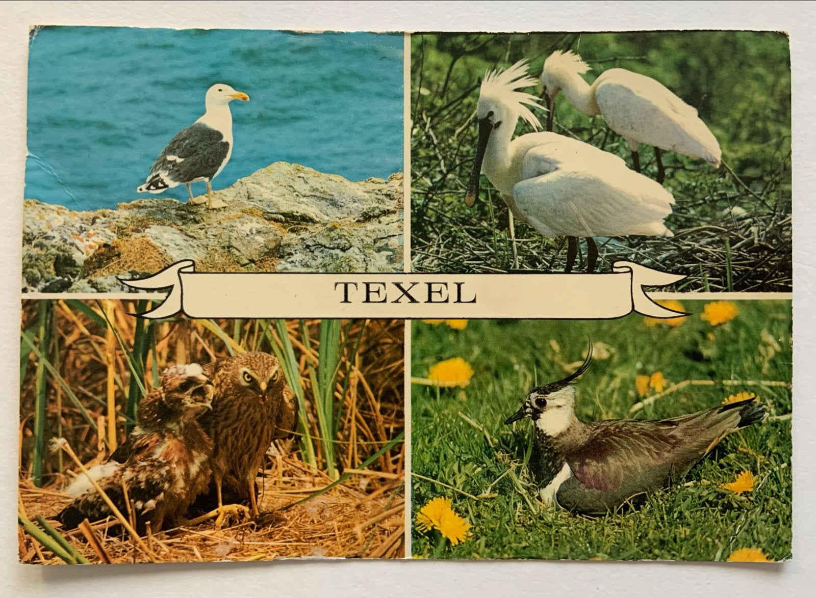 Texel met vogels, Verzamelen, Verzenden, 1960 tot 1980, Gelopen, Waddeneilanden