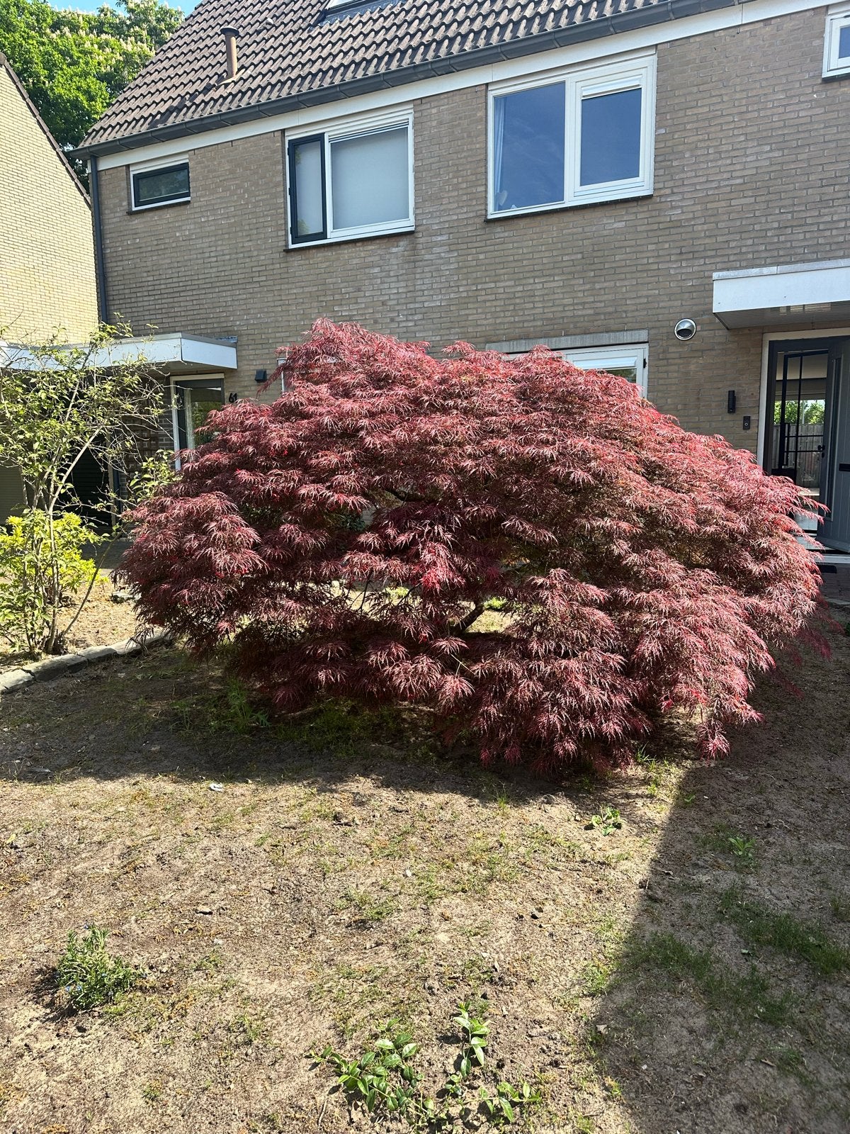 Japanse Esdoorn (Acer Palmatum Dissectum) - 40 jaar oud, Ophalen, Halfschaduw, Overige soorten, Lente