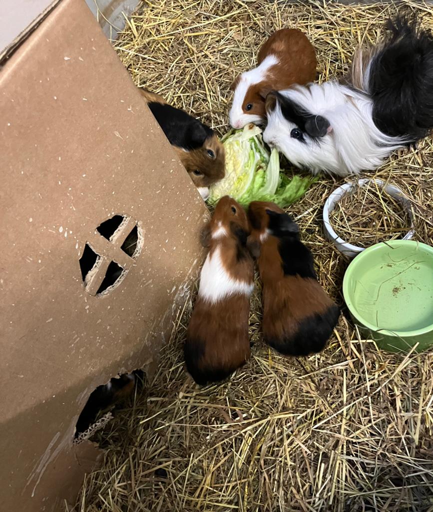 Baby cavia’s beertjes, Cavia, April, Mannelijk, Tam