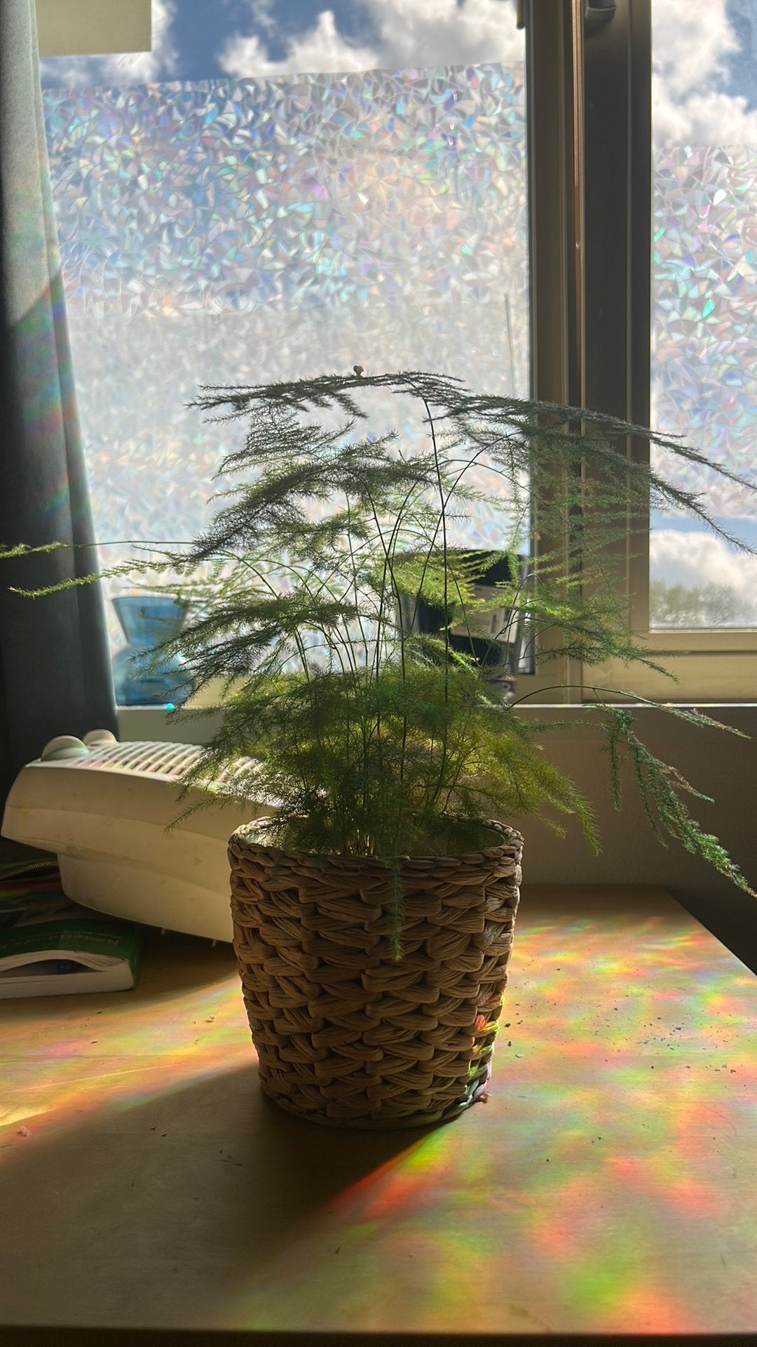Asparagus fern, Ophalen, Halfschaduw, Minder dan 100 cm