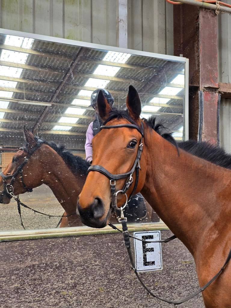Fantastische 3jarige merrie zeer braaf en mensgericht, Merrie, Met stamboom, Zadelmak, 3 tot 6 jaar